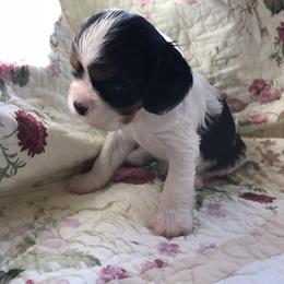 Cavalier King Charles Spaniel Puppies from Sugarloaf Cavaliers