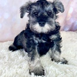Blue collar Boy - Salt and pepper male Miniature Schnauzer puppy in Springfield, Tennessee from My Lovable Schnauzers