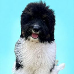 Oreo - Bernedoodle