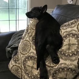Belgian Malinois Puppies from Bayou State Malinois