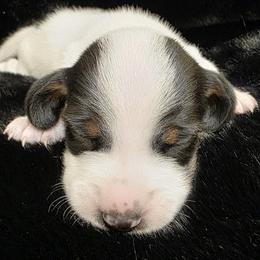 Baby Boy 1 - Trip - Piebald male Dachshund puppy in Salem, Oregon from Long'd Fore Dachshunds