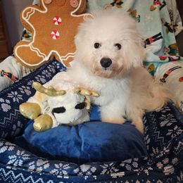 Whitie - White and buff male Bichon Frise puppy in Chatham, Illinois from Bichon Frise Partnership