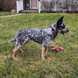Pepper - Australian Cattle Dog
