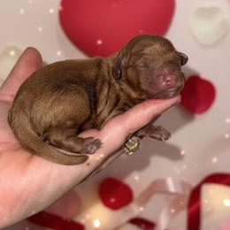 Poppy - Red female Cavapoo puppy in 77304, Texas from Little Valley Puppies