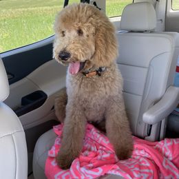 Goldendoodle Puppies from Rolling Acres Doodles and Poodles