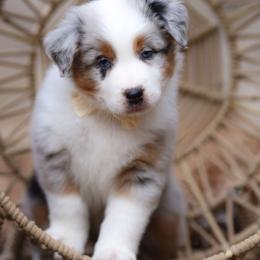 Winter - Blue merle female Australian Shepherd puppy in Georgetown, Texas from River Reign Australian Shepherds