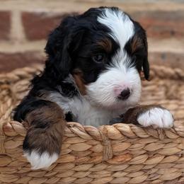 Shamrock (Rocky) - Tri-color male Bernedoodle puppy in Reinholds, Pennsylvania from Mountain Top Bernedoodles