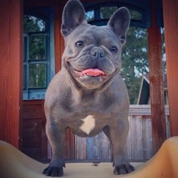 Dior - Blue tri-color female Bulldog puppy in Seattle, Washington from Authentic Bullys
