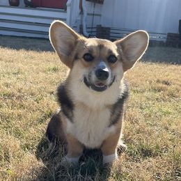 Wren - Pembroke Welsh Corgi