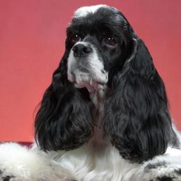 Cocker Spaniels from Skiboo's