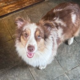 Amber - Australian Shepherd
