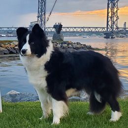 Border Collies from Shadow Hill Border Collies