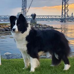 Border Collies from Shadow Hill Border Collies