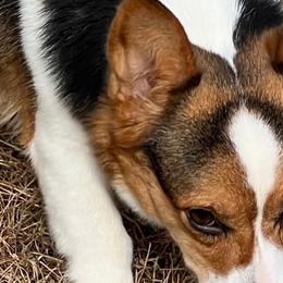 Whit - Pembroke Welsh Corgi