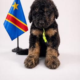 DR Congo - Phantom male Goldendoodle puppy in Houston, Texas from Were The Mack'Doodles