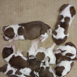 Bracco Italiano puppies from Bracco Dynasty