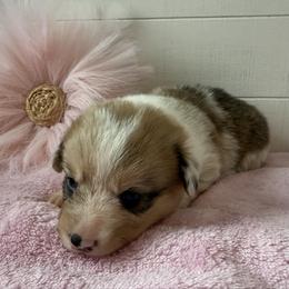 Rowan - Red merle and white female American Corgi puppy in Scottown, Ohio from Wyndy Ridge Corgis