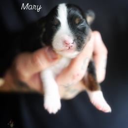 Mary - Black tri female Miniature American Shepherd puppy in Battle Ground, Washington from Casita Miniature American Shepherds