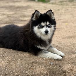 Meeka - Black and white female Pomsky puppy in Whittier, California from Legendary Pomskies