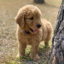 French Bulldog, Goldendoodle, and Golden Retriever Puppies from Crystal Coast Kennels, LLC