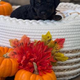 Ginger - Phantom female Poodle puppy in Grover Beach, California from Central Coast Poodle Paws