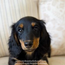 Charlie - Black and tan male Dachshund puppy in Cape Coral, Florida from Dear Dachshunds