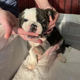 Boy 5 - White and black male American Bulldog puppy in La Porte, Indiana from Slayton's American Bulldogs