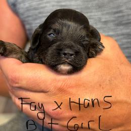 Fay black tan - Black and tan female Cockapoo puppy in Haines City, Florida from Camic Cockapoos