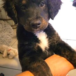 Bernedoodle Puppies from Orlando Bernedoodles