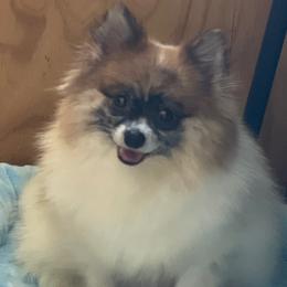 Cookie - Pomeranian