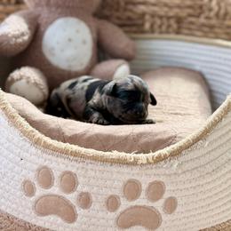 Bear - Merle male Cavapoo puppy in Virginia Beach, Virginia from Son Kissed Puppy Co