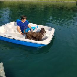 Portuguese Water Dog Puppies from Prized Family Porties