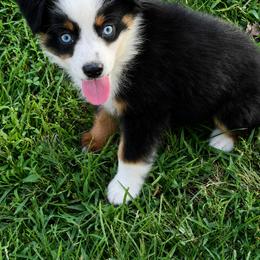 Cloud - Black tri male Toy Australian Shepherd puppy in Puryear, Tennessee from A&W Toy Aussies