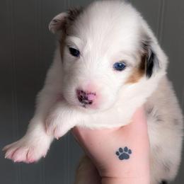 Bashful - Blue merle male Australian Shepherd puppy in Georgetown, Texas from River Reign Australian Shepherds
