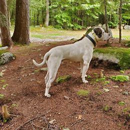 American Bulldog Puppies from Northern Woods