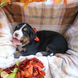 Mazie (Orange Bow) - Tri-color female Bernese Mountain Dog puppy in Middlesex, North Carolina from Willow Springs Doodles & Berners