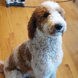 Duchess - Goldendoodle