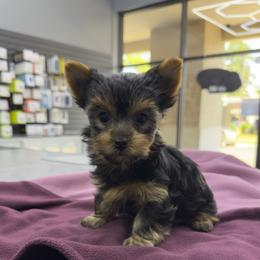 Ava - Black and tan female Yorkshire Terrier puppy in Hot Springs, Arkansas from Blissful_Yorkies