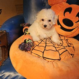 Blackie - White and buff male Bichon Frise puppy in Chatham, Illinois from Bichon Frise Partnership