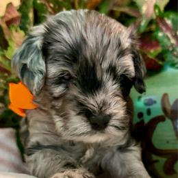 Shiloh- orange girl Price 2500. - Blue merle female Aussiedoodle puppy in Midlothian, Texas from Gray Doodles