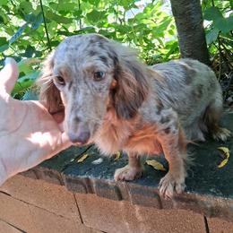 Lily - Dachshund