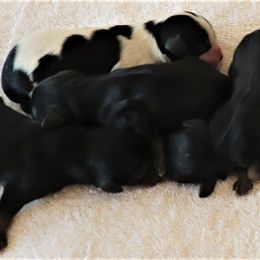 Cavalier King Charles Spaniel Puppies from BAAAD MOON RISIN'
