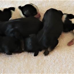 Cavalier King Charles Spaniel Puppies from BAAAD MOON RISIN'