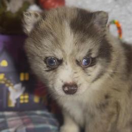 Jade - White female Pomsky puppy in Spring Hill, Florida from PDQ Pomskies