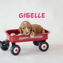 Giselle - Red  female Poodle puppy in Williamsburg, Ohio from Iaroli’s  Small Standard Poodles