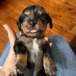 Cody - Dapple male Dachshund puppy in Rudy, Arkansas from Louis' Litters