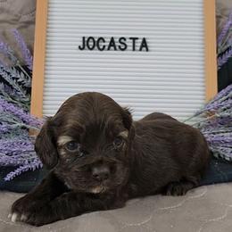 Girl 3 Jocasta - Sable female Cocker Spaniel puppy in Morristown, Tennessee from Down in the Holler