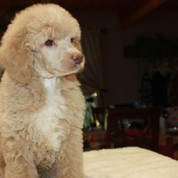 Bluetick Coonhounds and Poodles from Dejah Bleu Kennels
