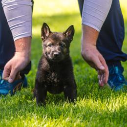 German Shepherd Puppies from Faoladh German Shepherds