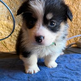 Xander green - Black and tan male Pembroke Welsh Corgi puppy in Sanford, Michigan from Tambali Pembroke Welsh Corgis